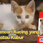 tips mencari kucing hilang