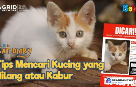 tips mencari kucing hilang