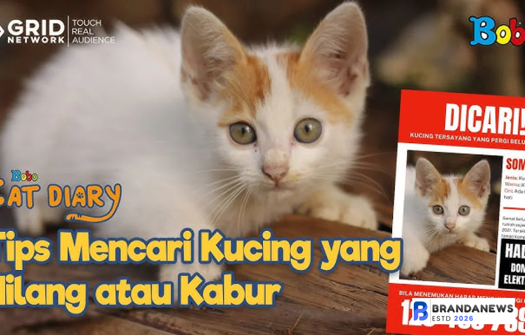 tips mencari kucing hilang